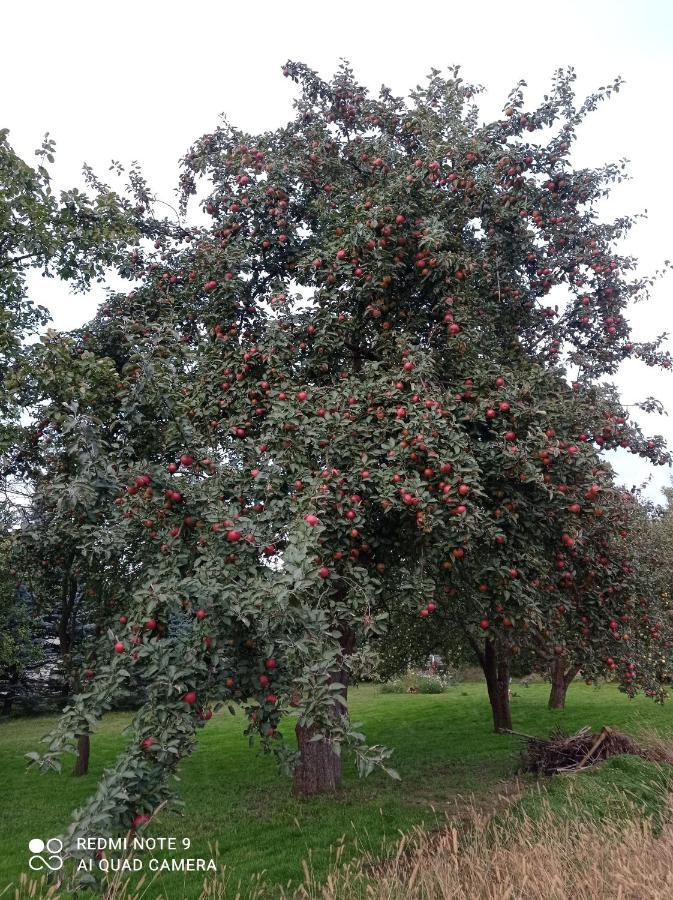 Roze I Jablonie Agroturystyka Gryfów Śląski Eksteriør bilde