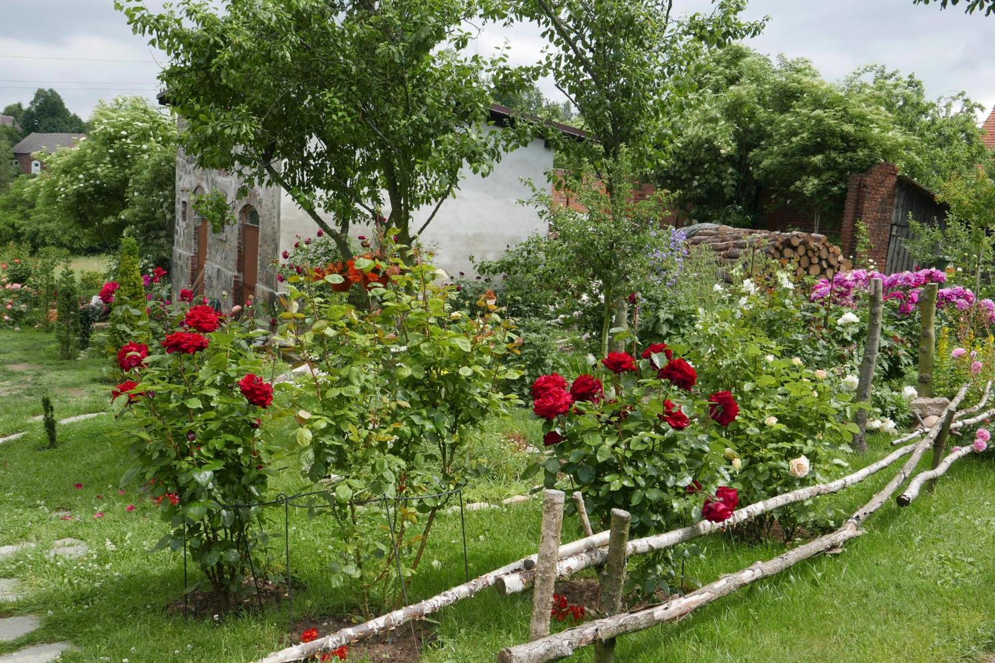 Roze I Jablonie Agroturystyka Gryfów Śląski Eksteriør bilde